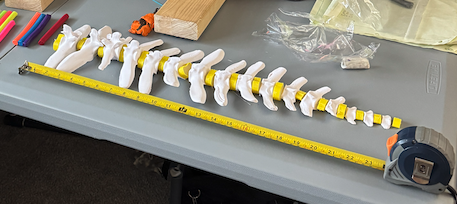 Full articulated spine prototype with measurement tape