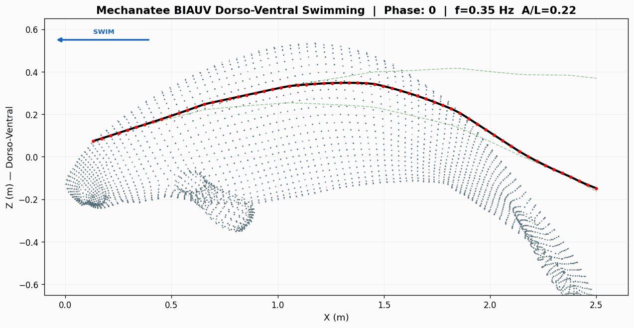 Dorso-ventral undulation swim cycle