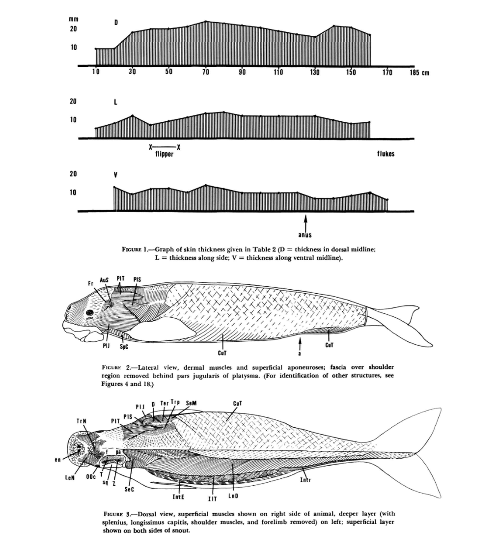 Dugong full-body profile: skin thickness, lateral muscles, dorsal muscles — Domning 1977