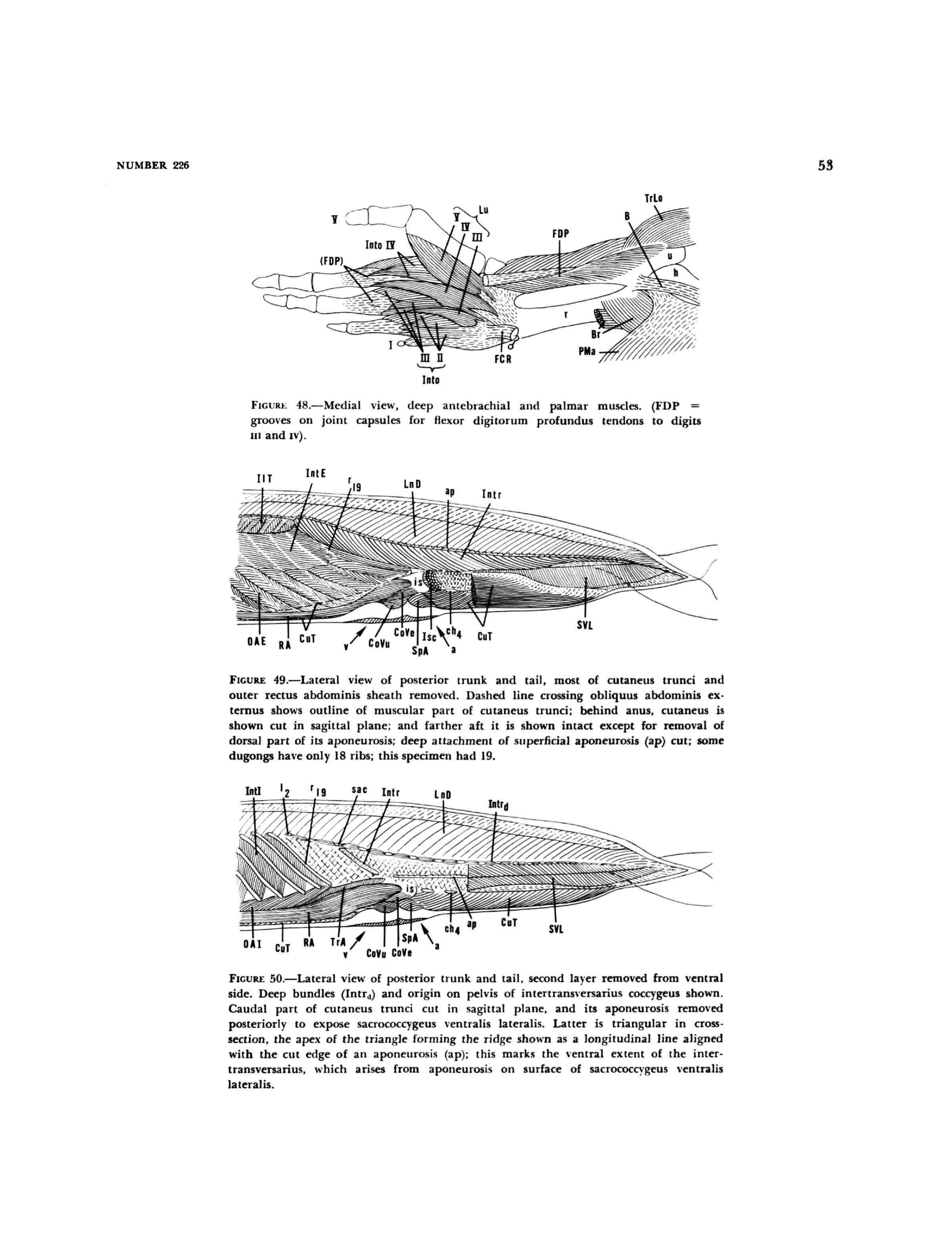Dugong caudal musculature — Figures 49 and 50, lateral dissection