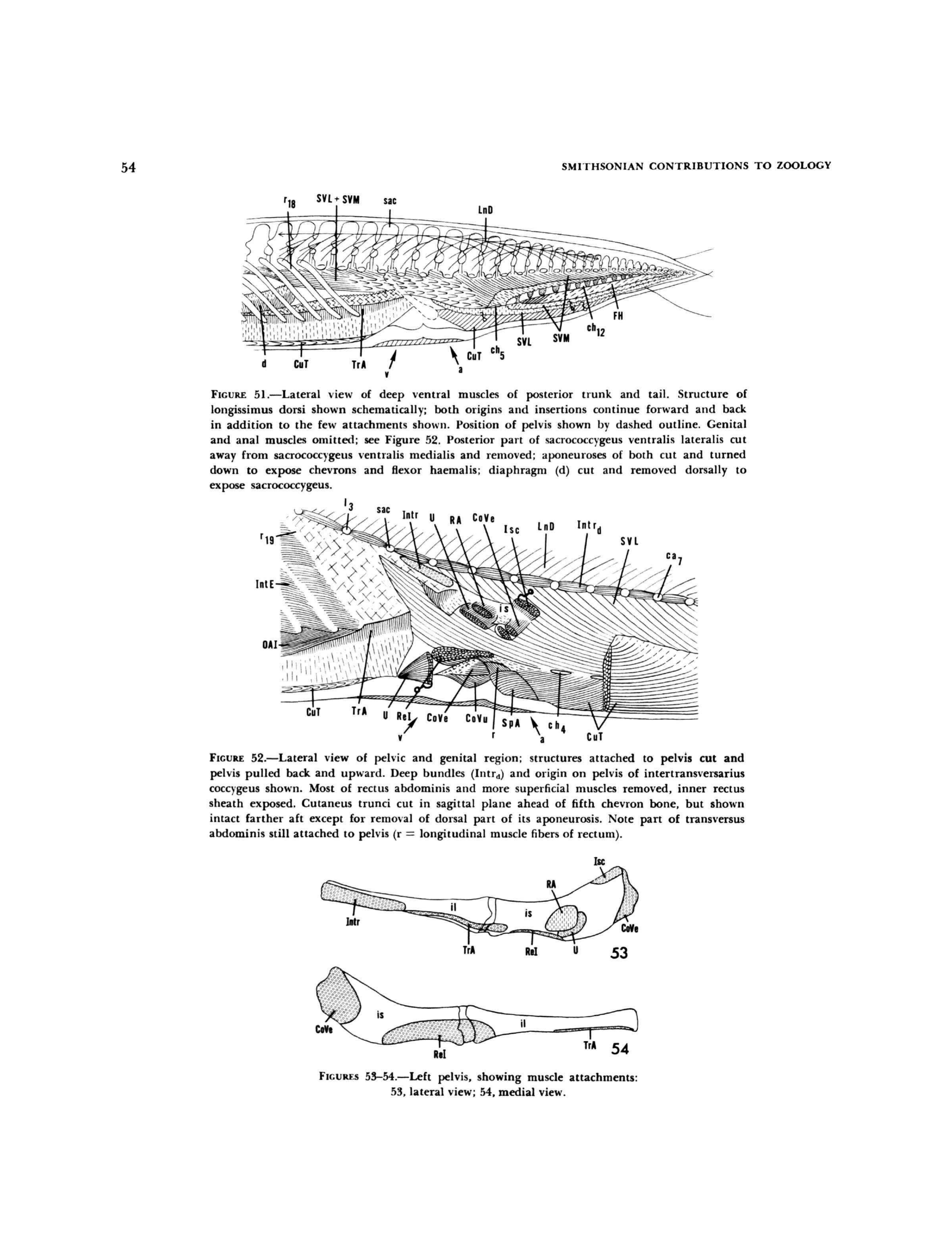Dugong deep ventral muscles — Figures 51&ndash;54