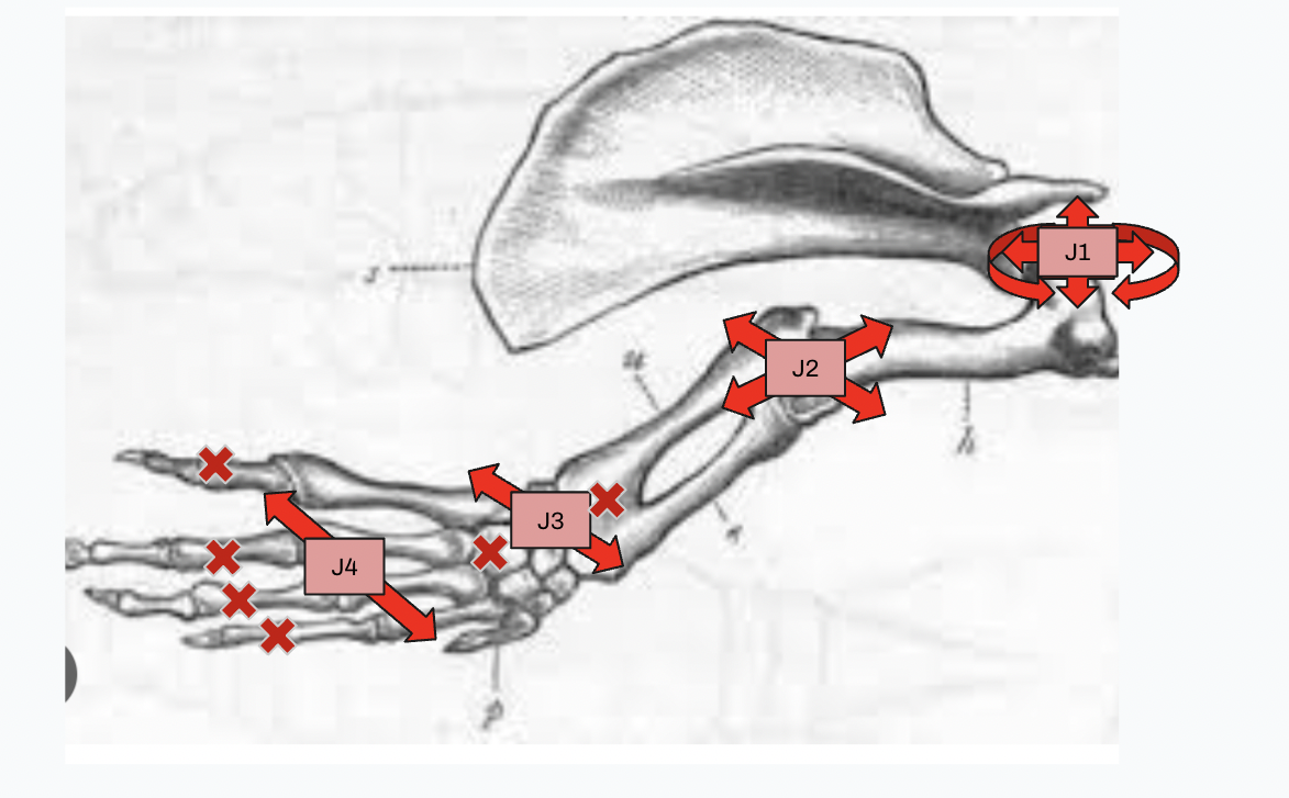 Manatee skeletal and muscular anatomy