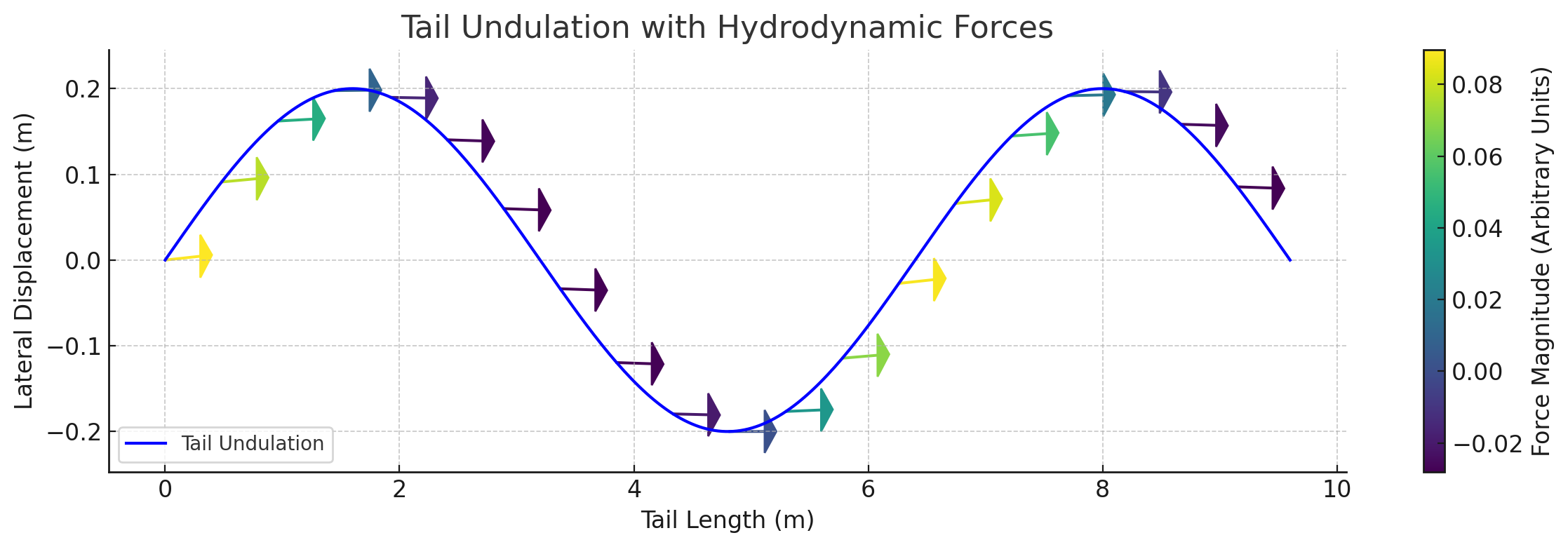 Hydrodynamic forces on tail