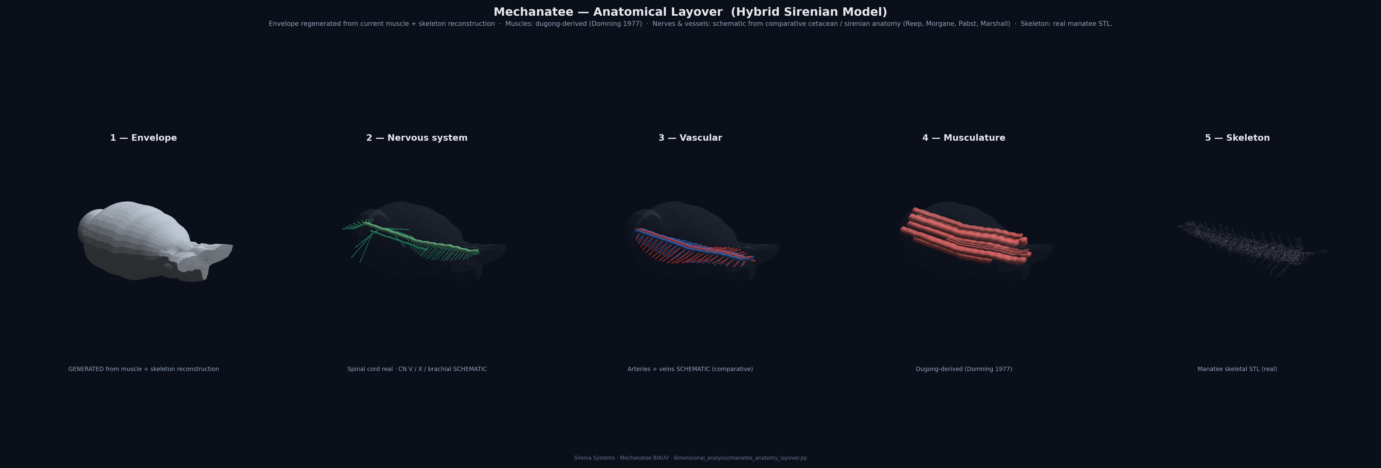 Mechanatee five-panel anatomical layover: envelope, nervous system, vascular, musculature, skeleton