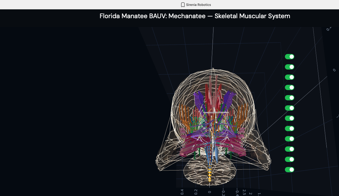 Posterior view of musculoskeletal system with muscle group toggles