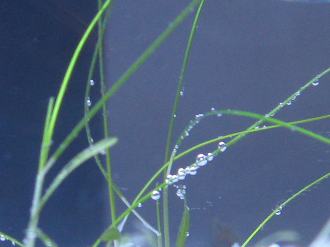 Seagrass respiration — oxygen bubbles on blades in manatee habitat